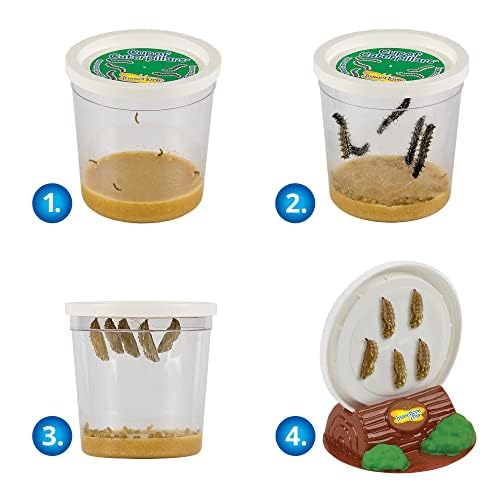 Butterfly garden kit with live caterpillars
