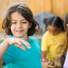 Butterfly garden kit with live caterpillars