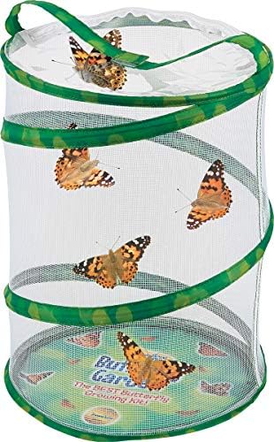 Butterfly garden kit with live caterpillars