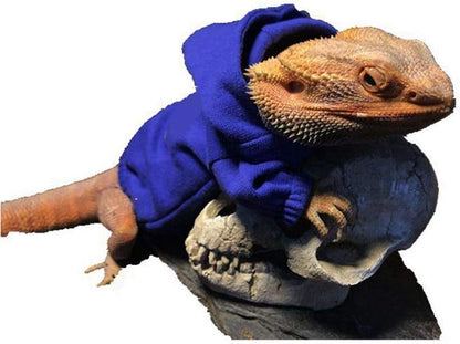 Bearded Dragon Blue Hoodie Outfit