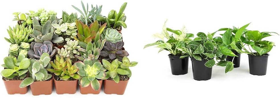 Altman Succulent 20-Pack