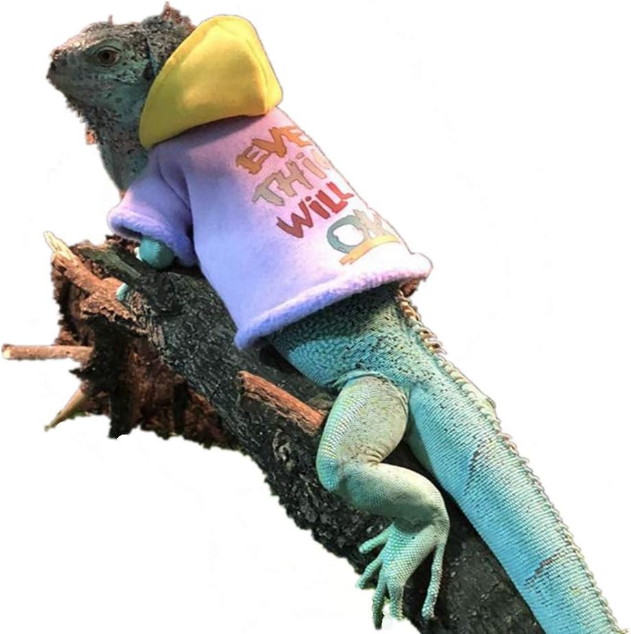 Bearded Dragon Blue Hoodie Outfit