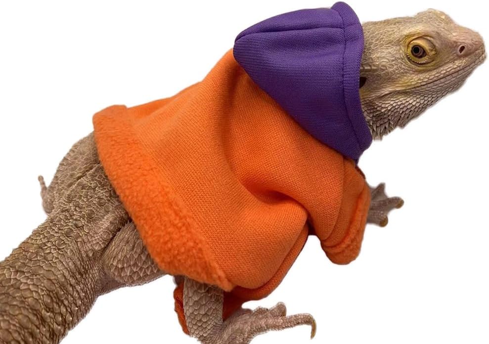 Bearded Dragon Blue Hoodie Outfit