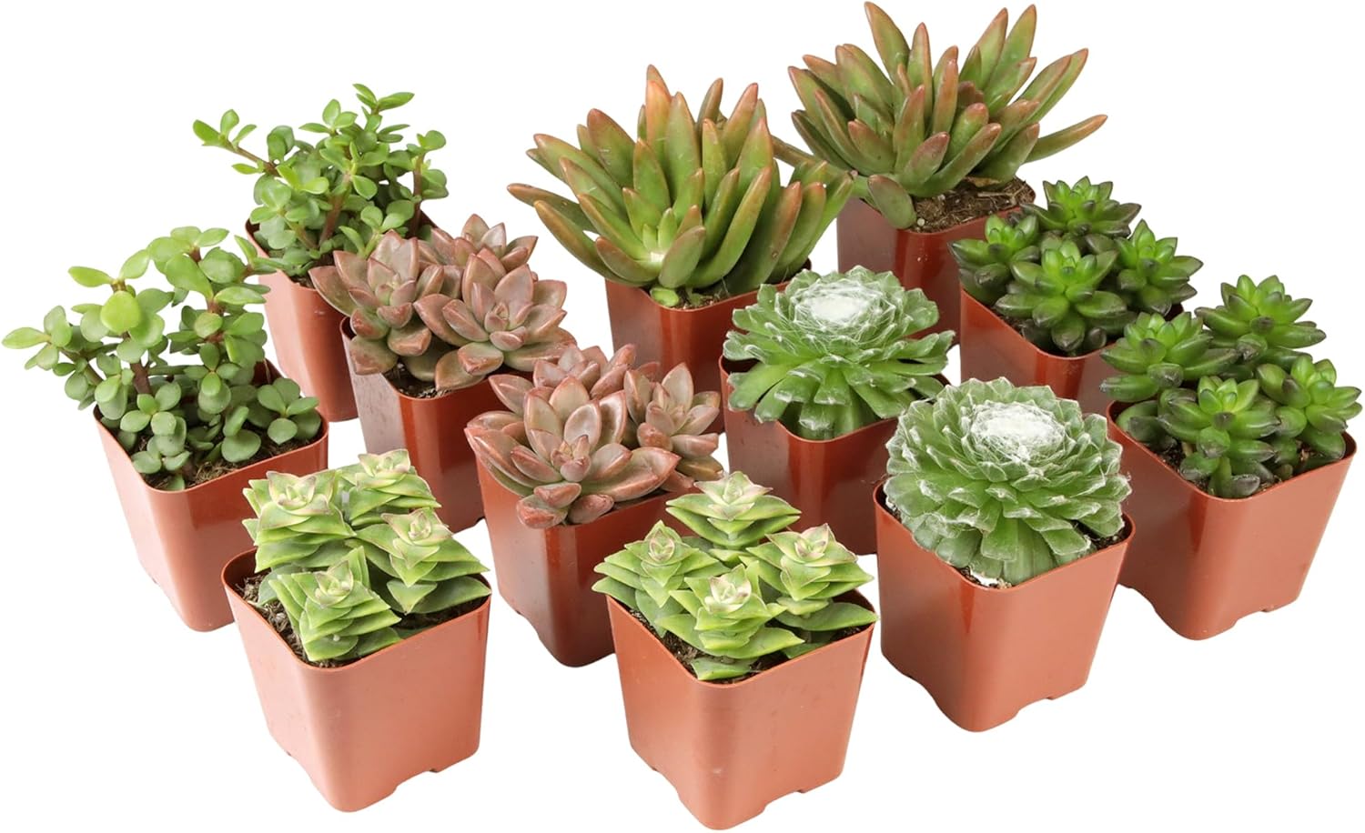 Altman Succulent 20-Pack