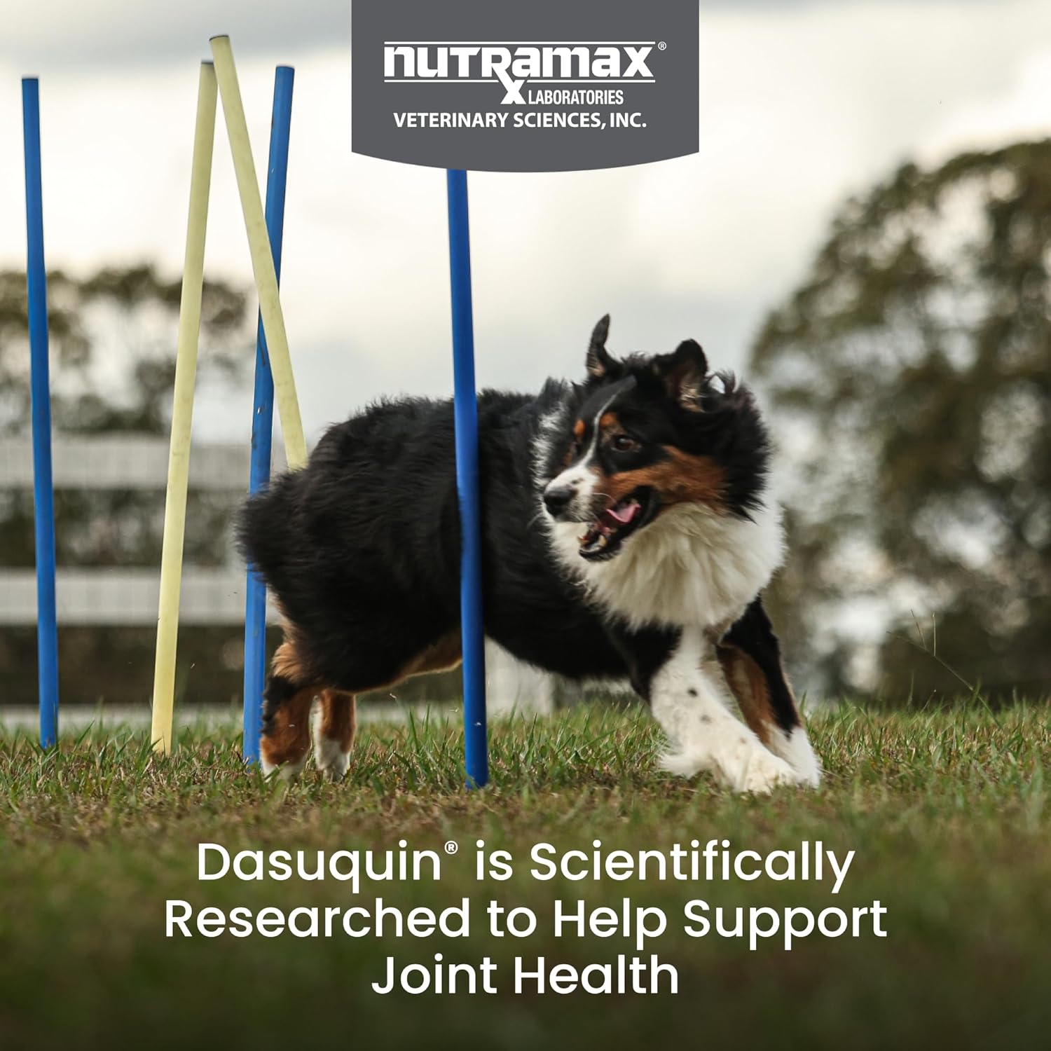 Dasuquin with MSM