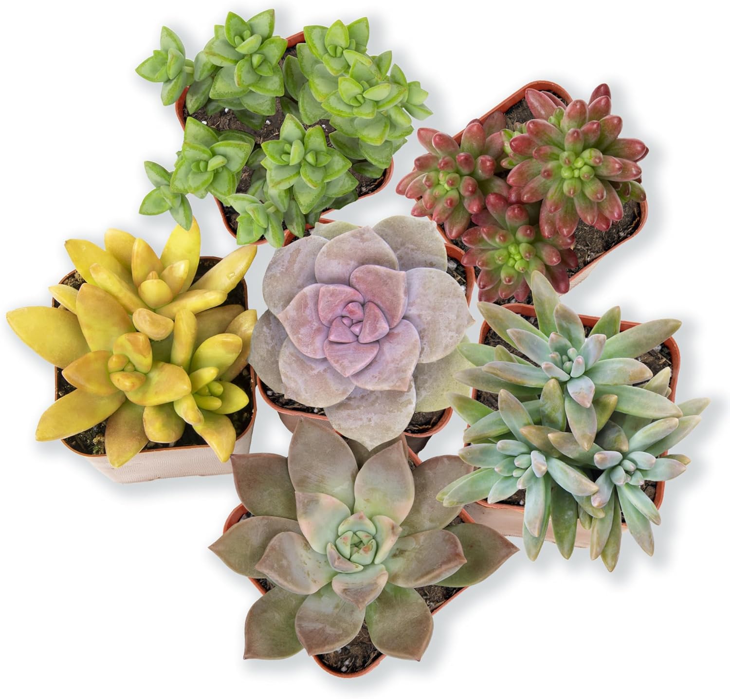Altman Succulent 20-Pack