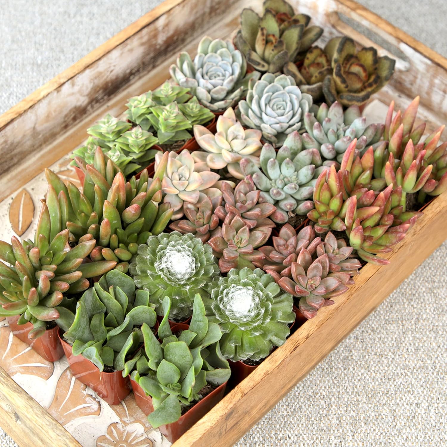 Altman Succulent 20-Pack