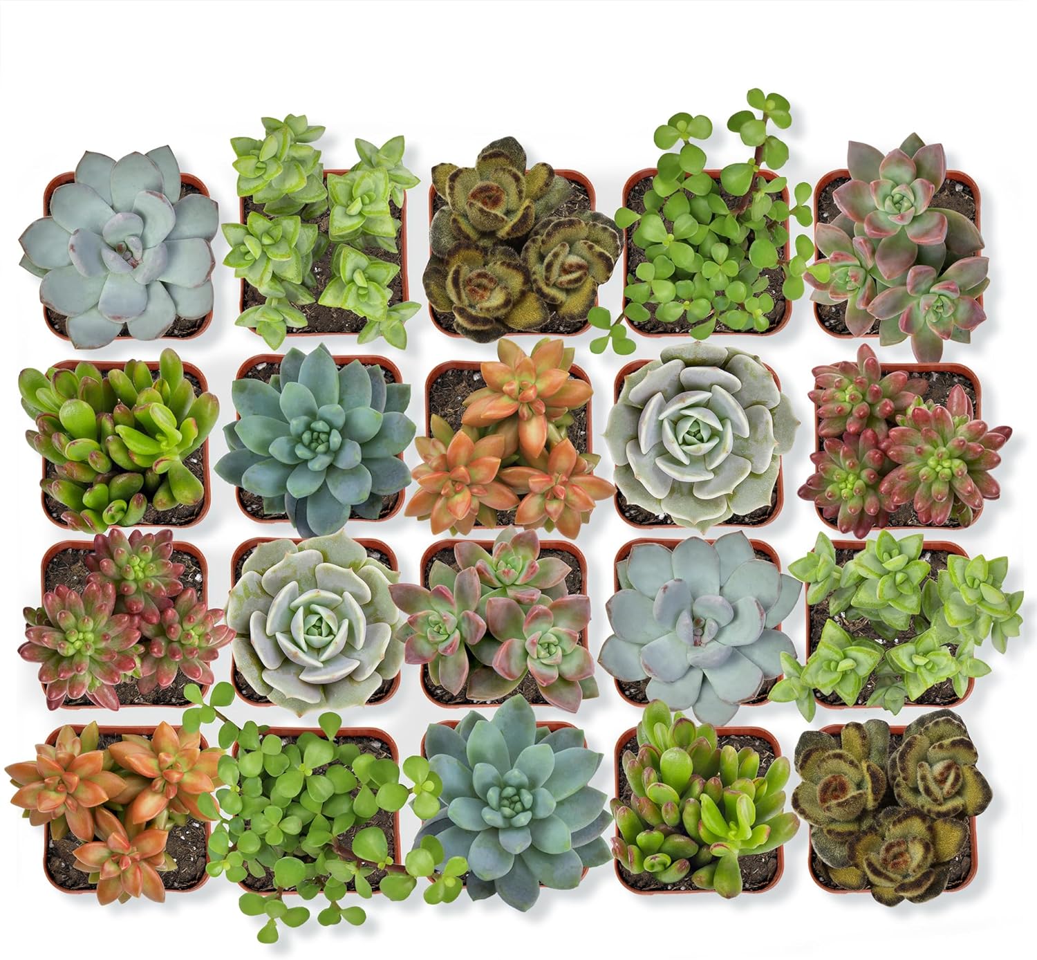 Altman Succulent 20-Pack