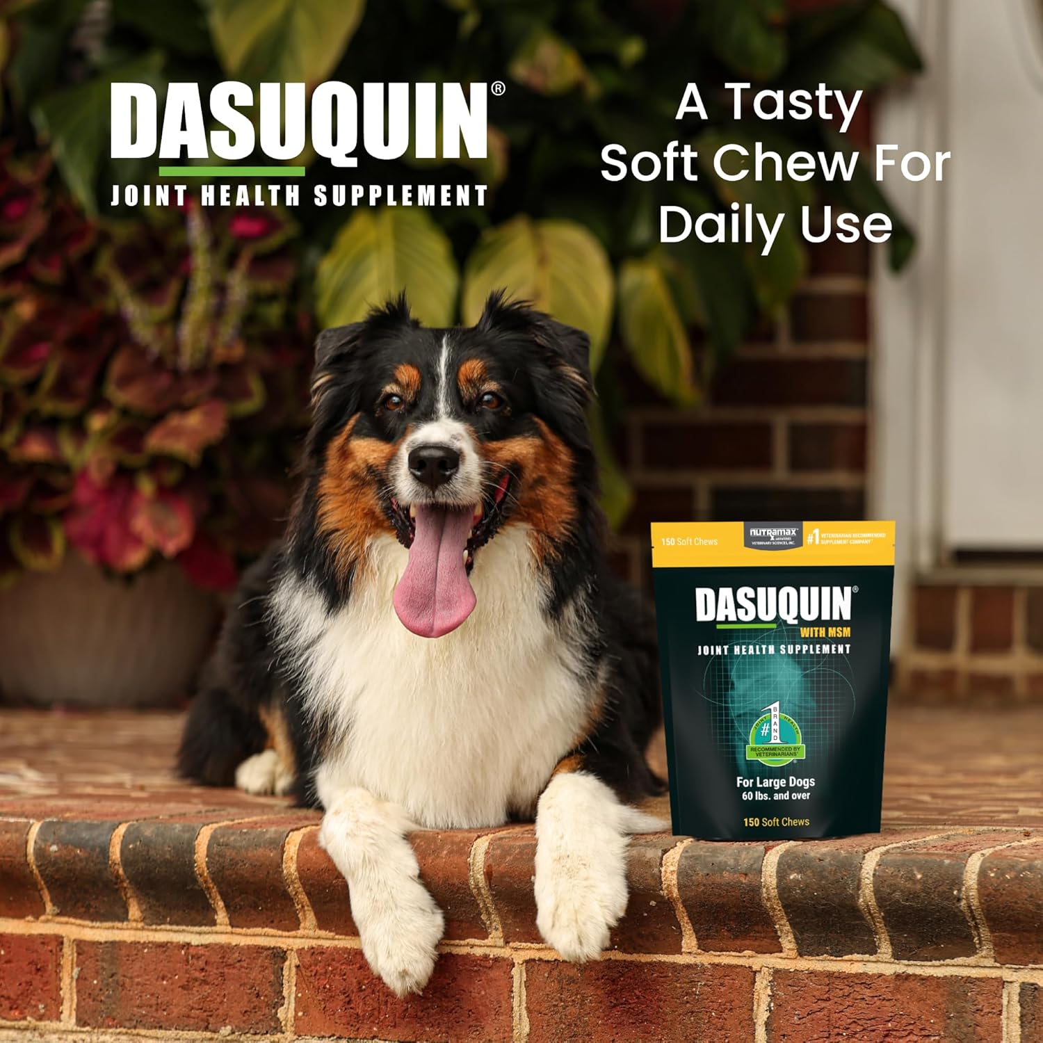 Dasuquin with MSM