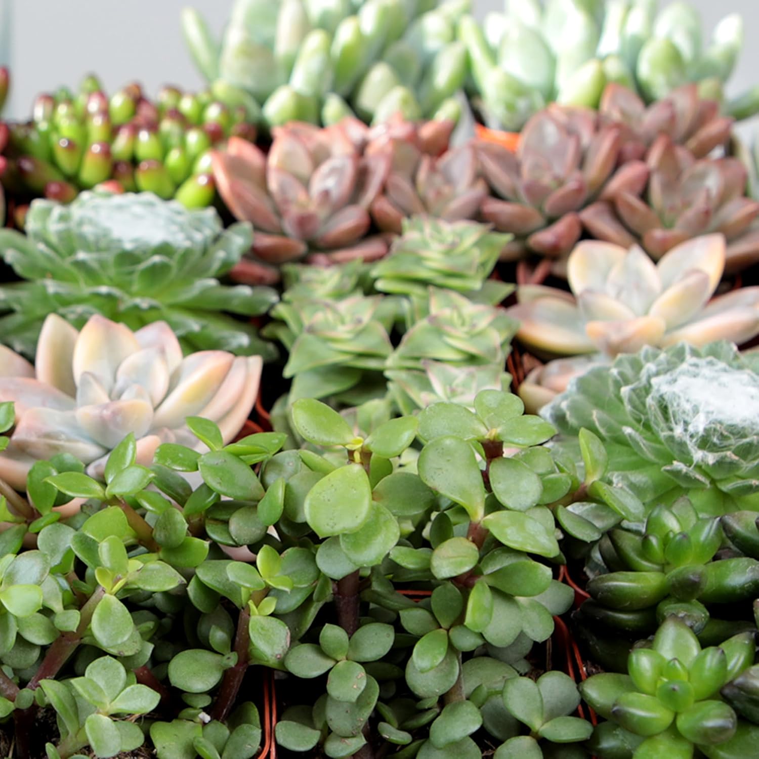 Altman Succulent 20-Pack