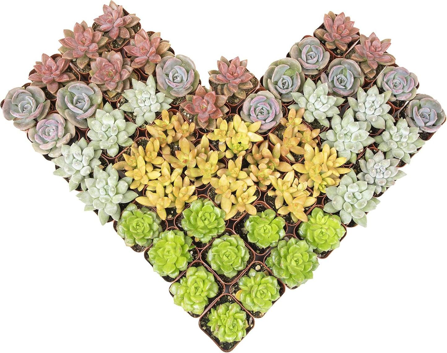 Altman Succulent 20-Pack