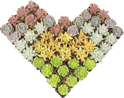 Altman Succulent 20-Pack