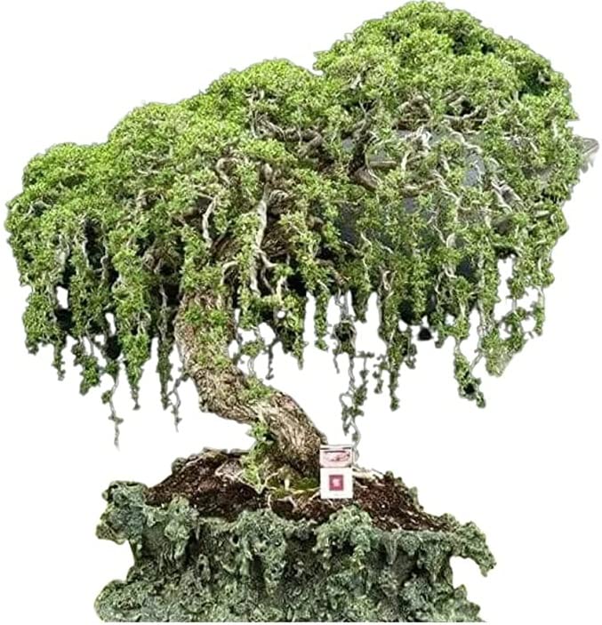 Bonsai Trees