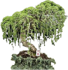 Bonsai Trees