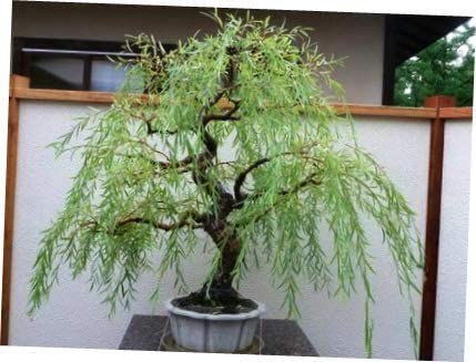 Bonsai Trees
