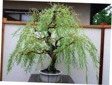 Bonsai Trees