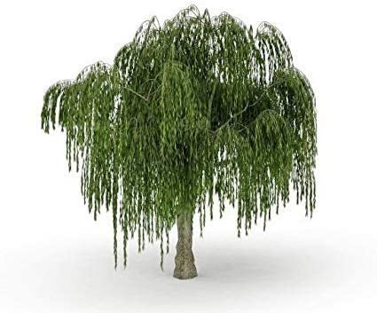 Bonsai Trees