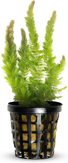 Coontail Plants