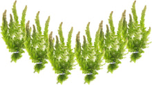 Coontail Plants