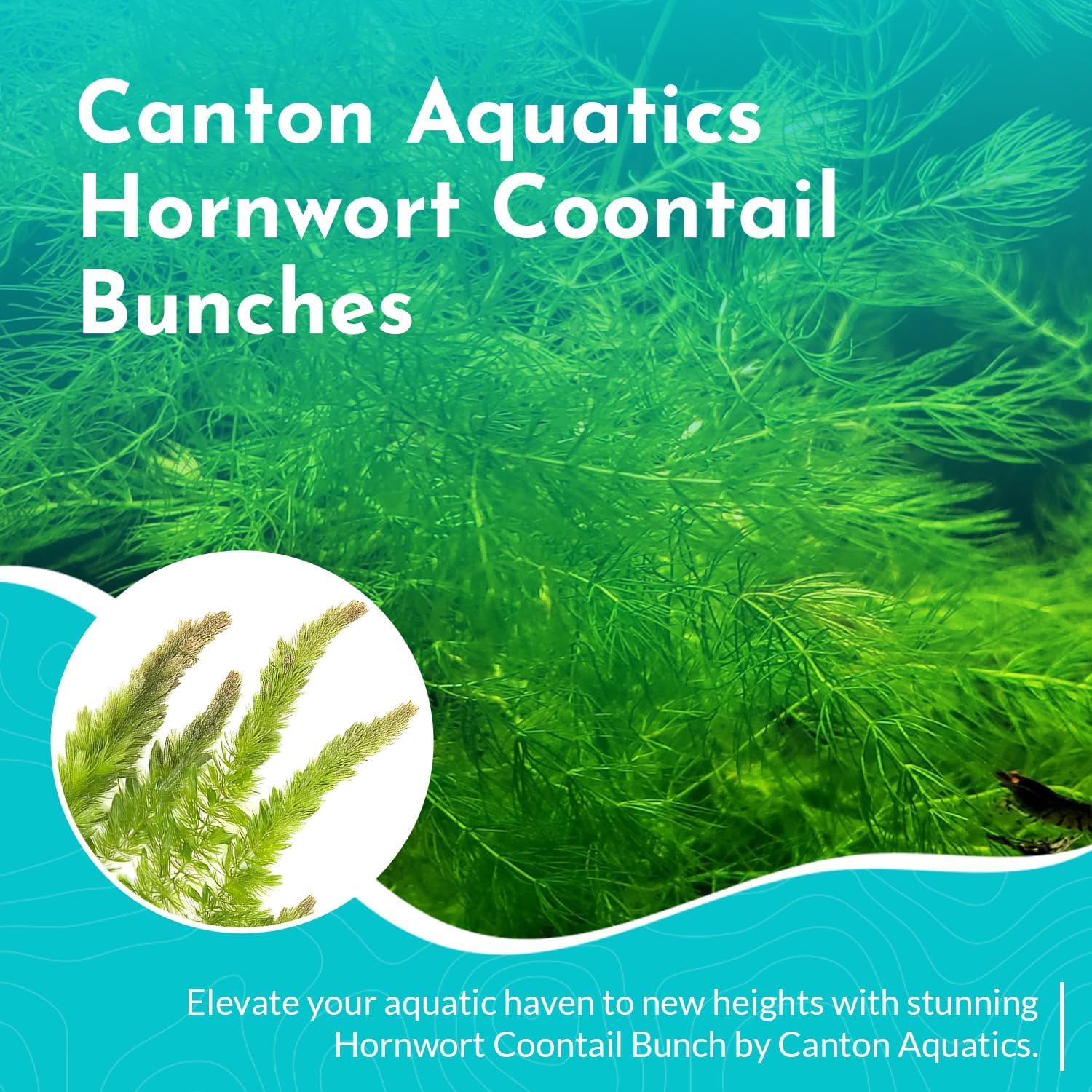 Coontail Plants