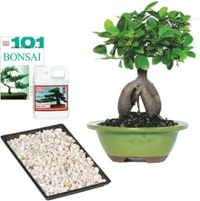  Indoor Bonsai Tree