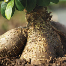  Indoor Bonsai Tree