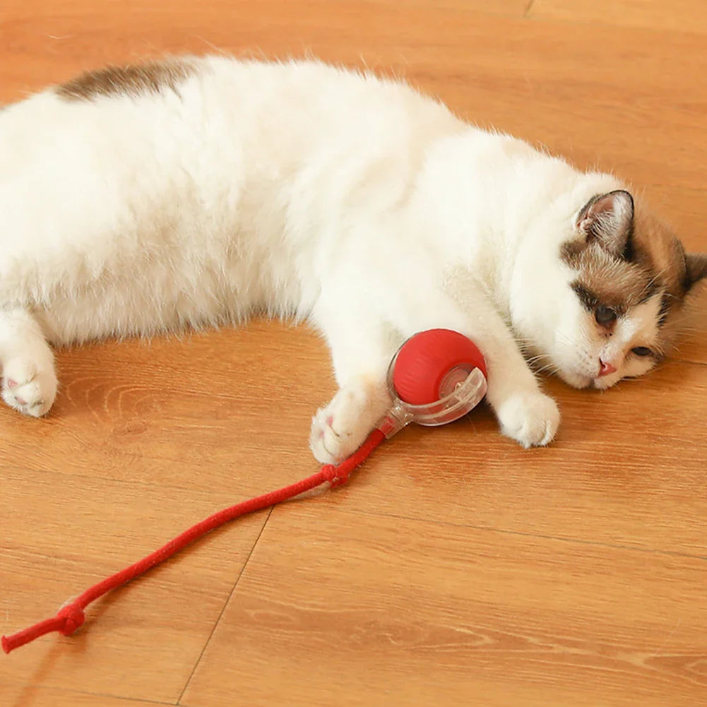 Interactive automatic pet ball toy rolling and entertaining a dog