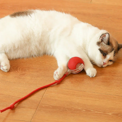 Interactive automatic pet ball toy rolling and entertaining a dog