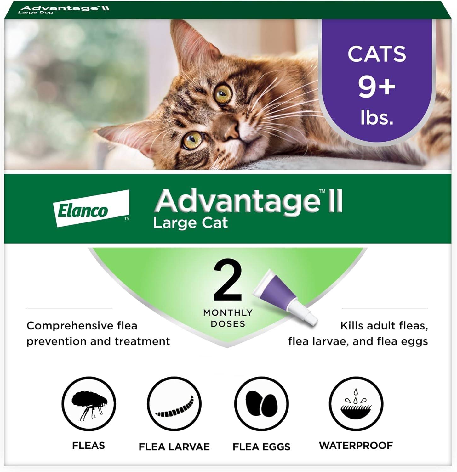Large Cat Vet