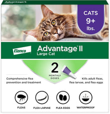 Large Cat Vet