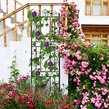 Metal garden trellis for climbing plants and decorative outdoor garden use
