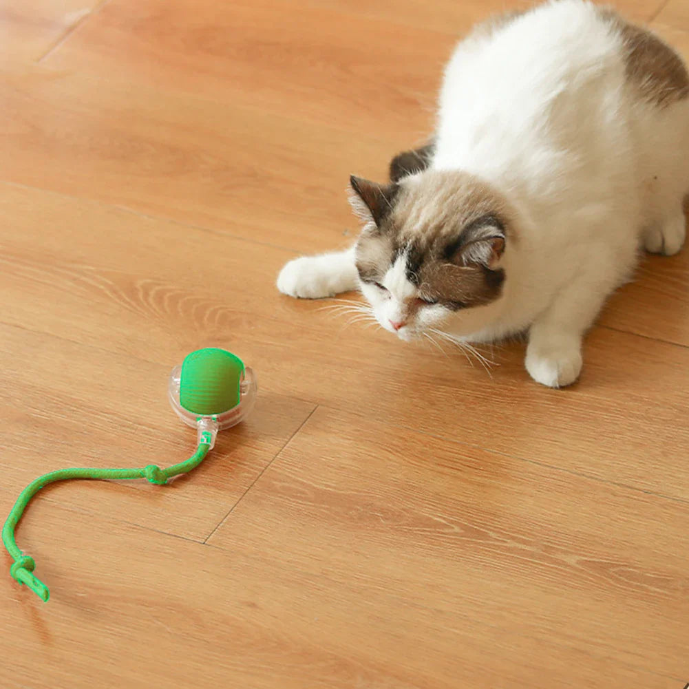 Cat or Dog Interactive  Automatic Ball Toys