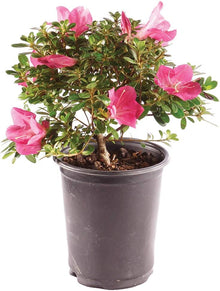 Satsuki Azalea Bonsai