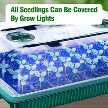 Seed starter trays with grow lights for indoor gardening and plant growth