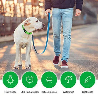 USB rechargeable LED dog collar glowing for nighttime safety and visibility