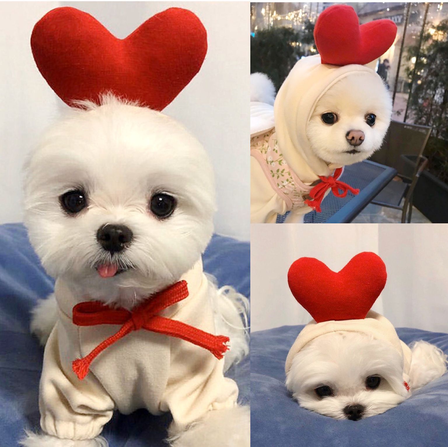Warm pet outfit