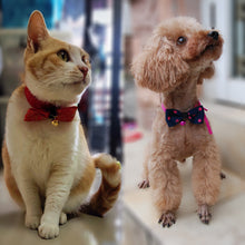 cute pet bow