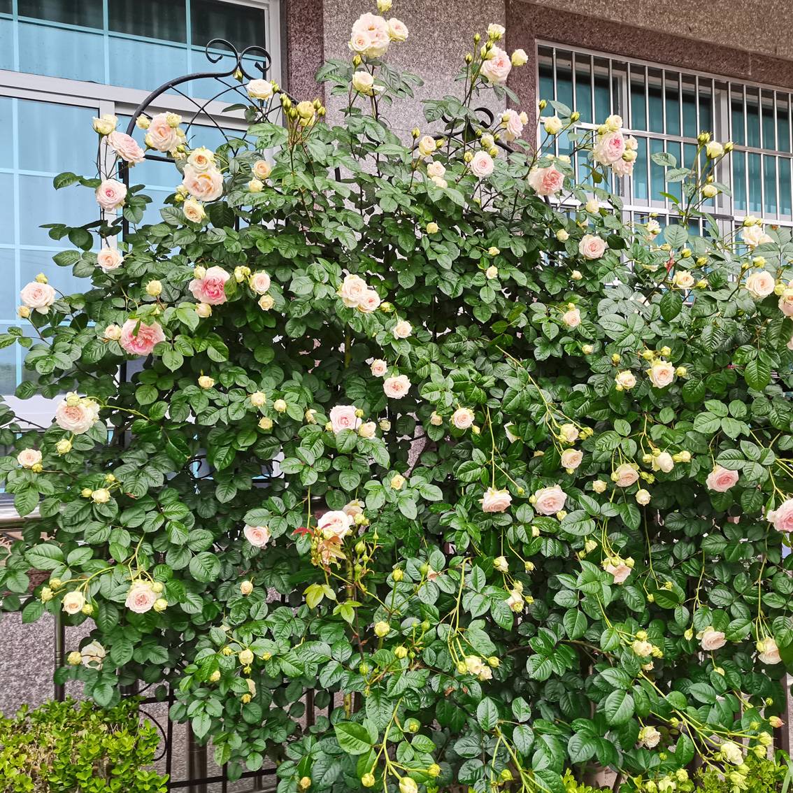 2 Pack Metal Garden Trellis Rustproof Trellis For Climbing Plants