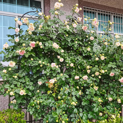 2 Pack Metal Garden Trellis Rustproof Trellis For Climbing Plants