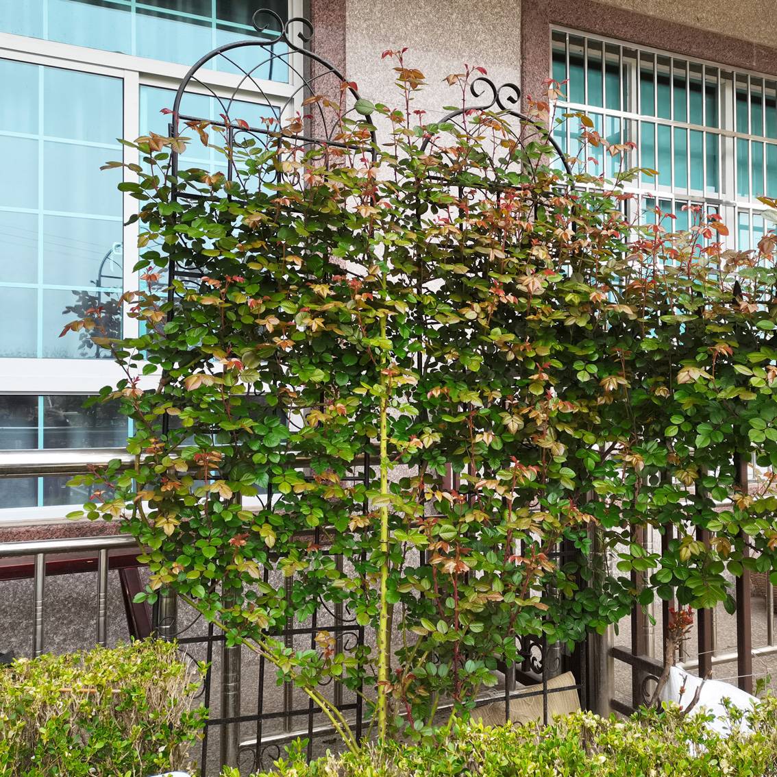 2 Pack Metal Garden Trellis Rustproof Trellis For Climbing Plants