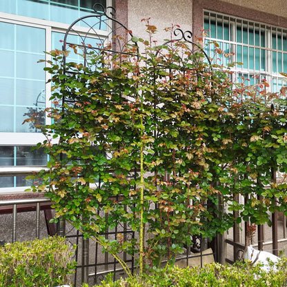 2 Pack Metal Garden Trellis Rustproof Trellis For Climbing Plants
